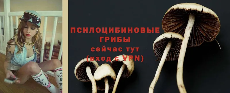 наркошоп  Североморск  блэк спрут ТОР  Галлюциногенные грибы Cubensis 